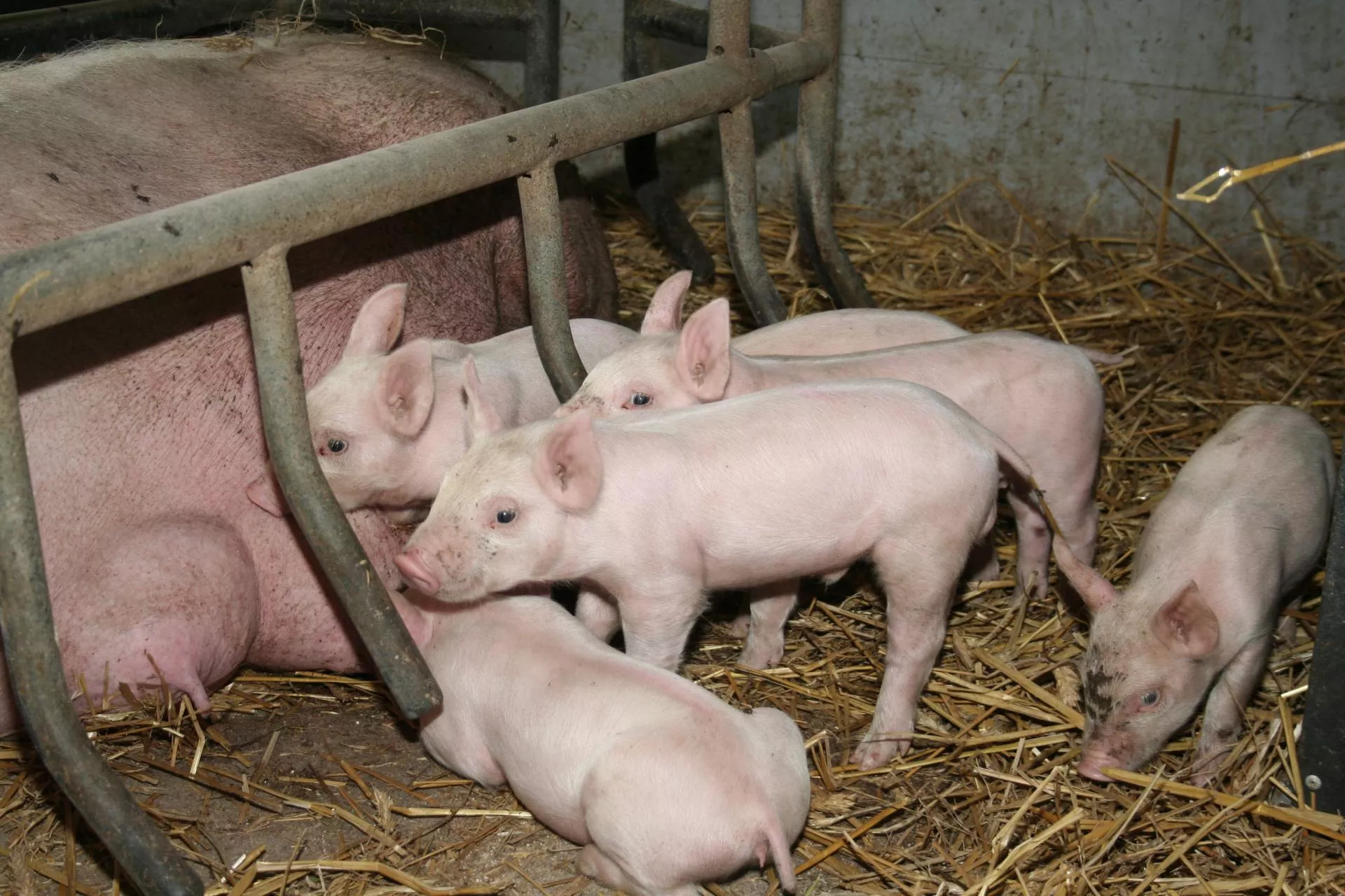 Lepsze mleko dla prosiąt. Sprawdzone sposoby na żywienie loch