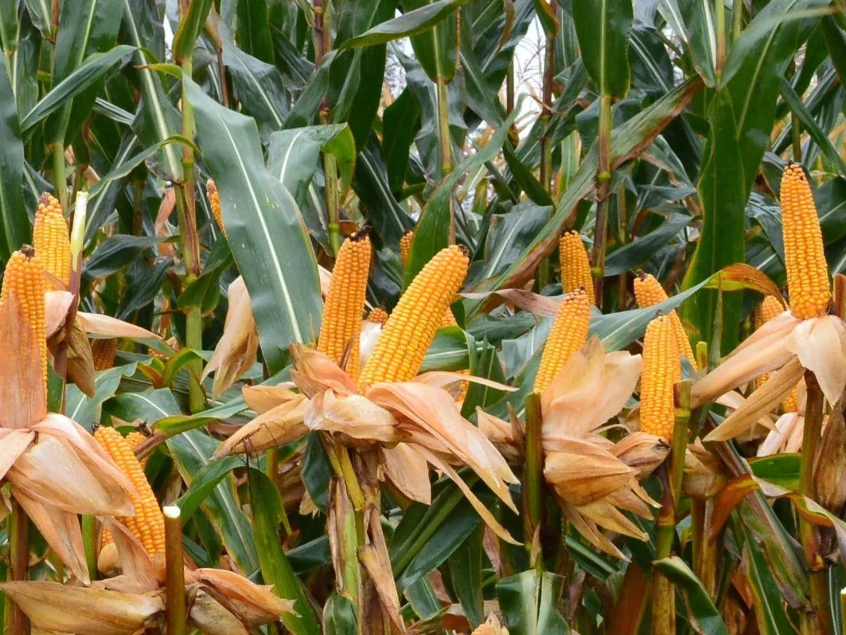 Kiedy kosić kukurydzę na kiszonkę? Termin decyduje o jakości paszy