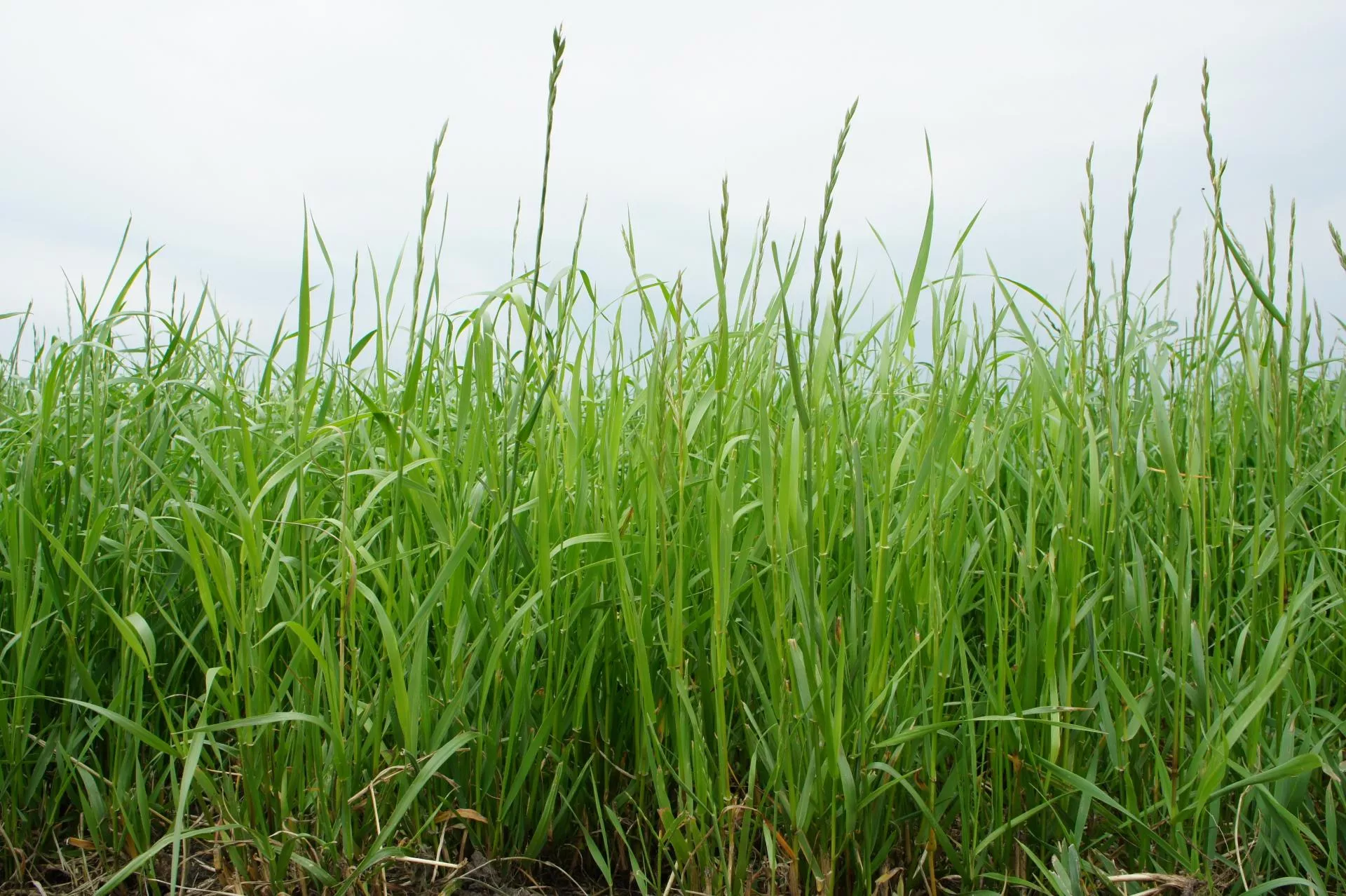 Nawożenie TUZ: najważniejsze terminy i dawki