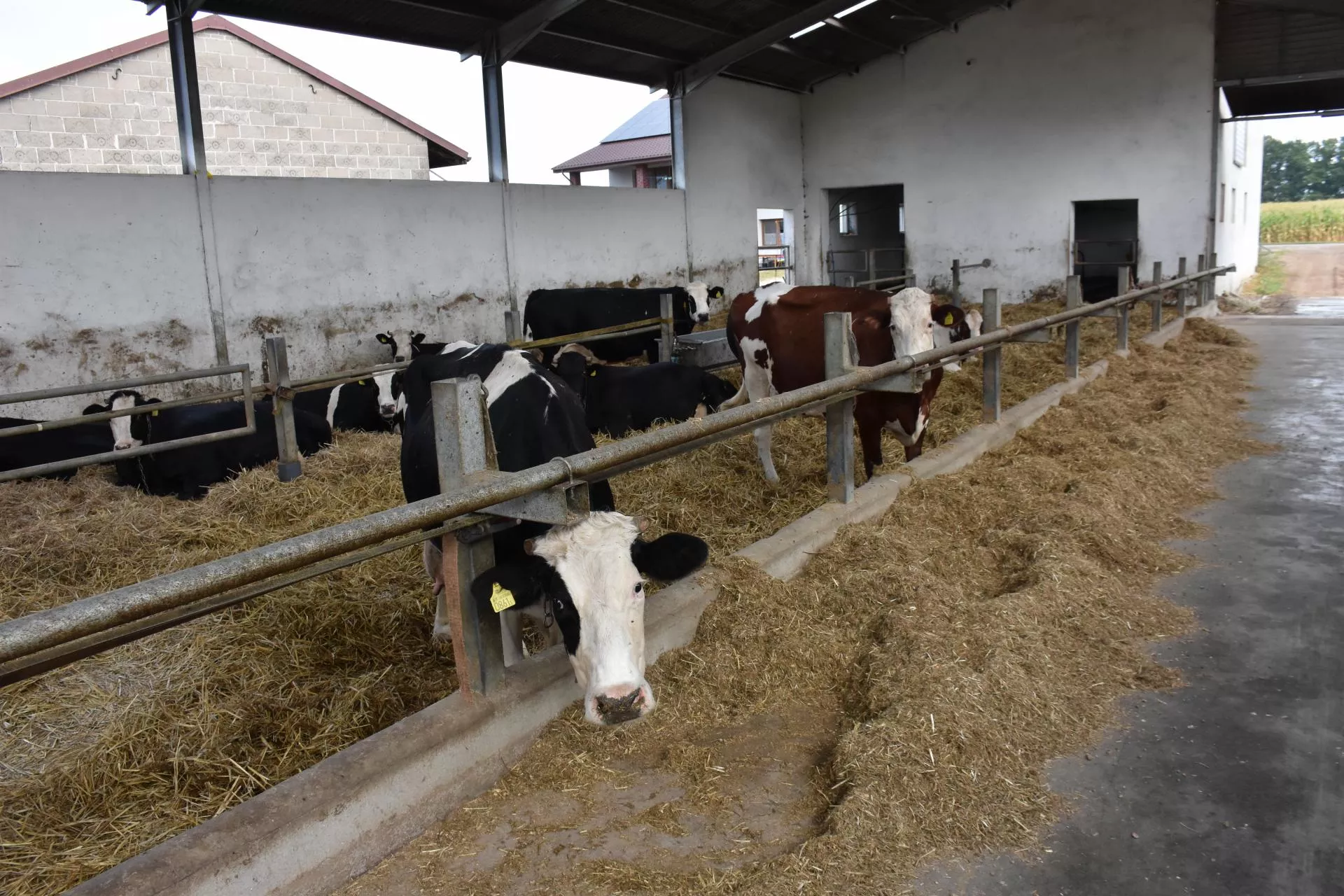 GUS: rolnicy coraz chętniej stawiają nowe obory i magazyny