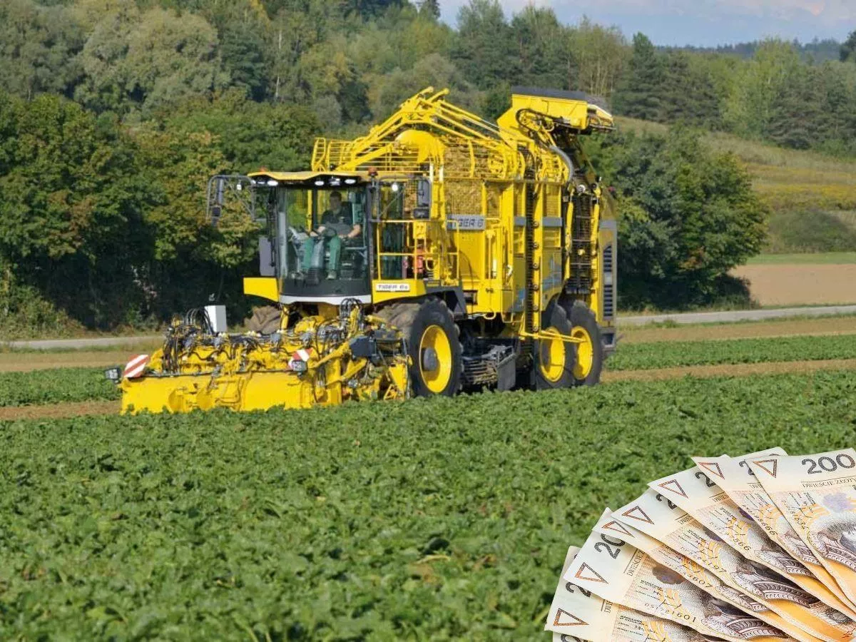 Ceny kopania buraków cukrowych 2025. Ile za hektar? [SONDA]