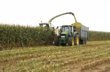 Kiedy kosić kukurydzę na kiszonkę? Termin decyduje o jakości paszy