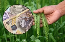 kłos trzymany w dłoni, banknoty