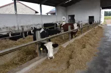 Nowa obora o wymiarach 13,5 x 30 m