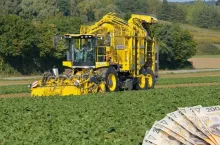 Ceny kopania buraka cukrowego