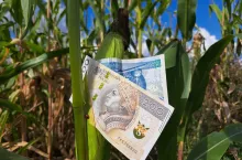 banknot włożony w kłos kukurydzy na polu