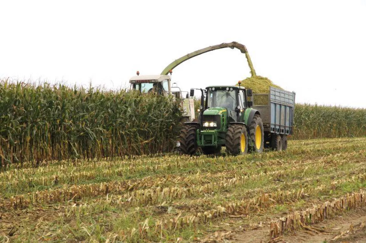 Kiedy kosić kukurydzę na kiszonkę? Termin decyduje o jakości paszy
