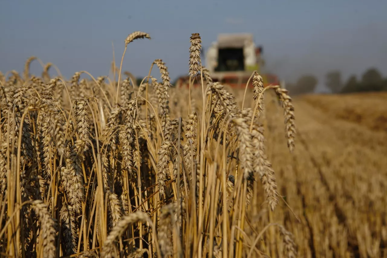 Łan koszonej pszenicy