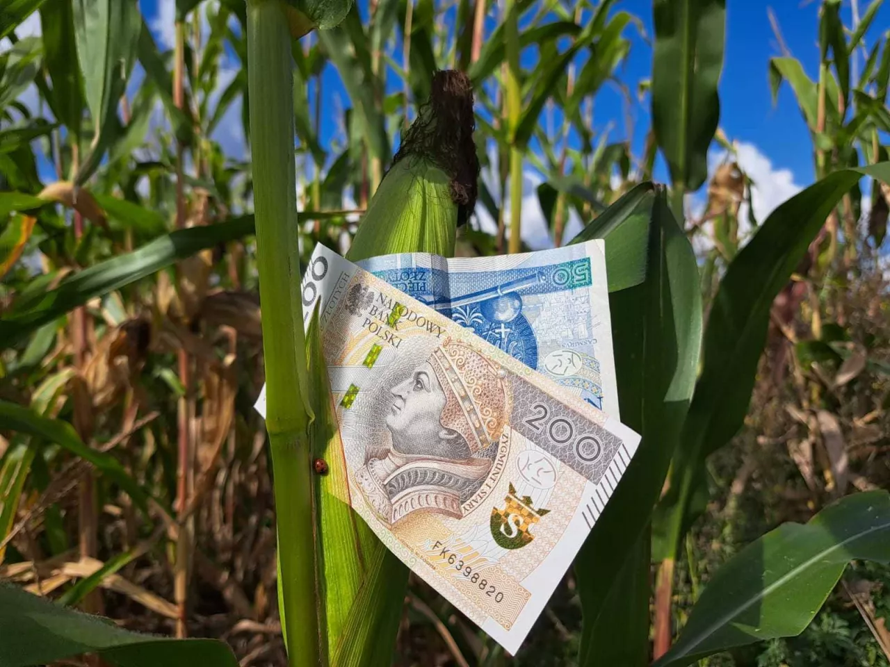 banknot włożony w kłos kukurydzy na polu