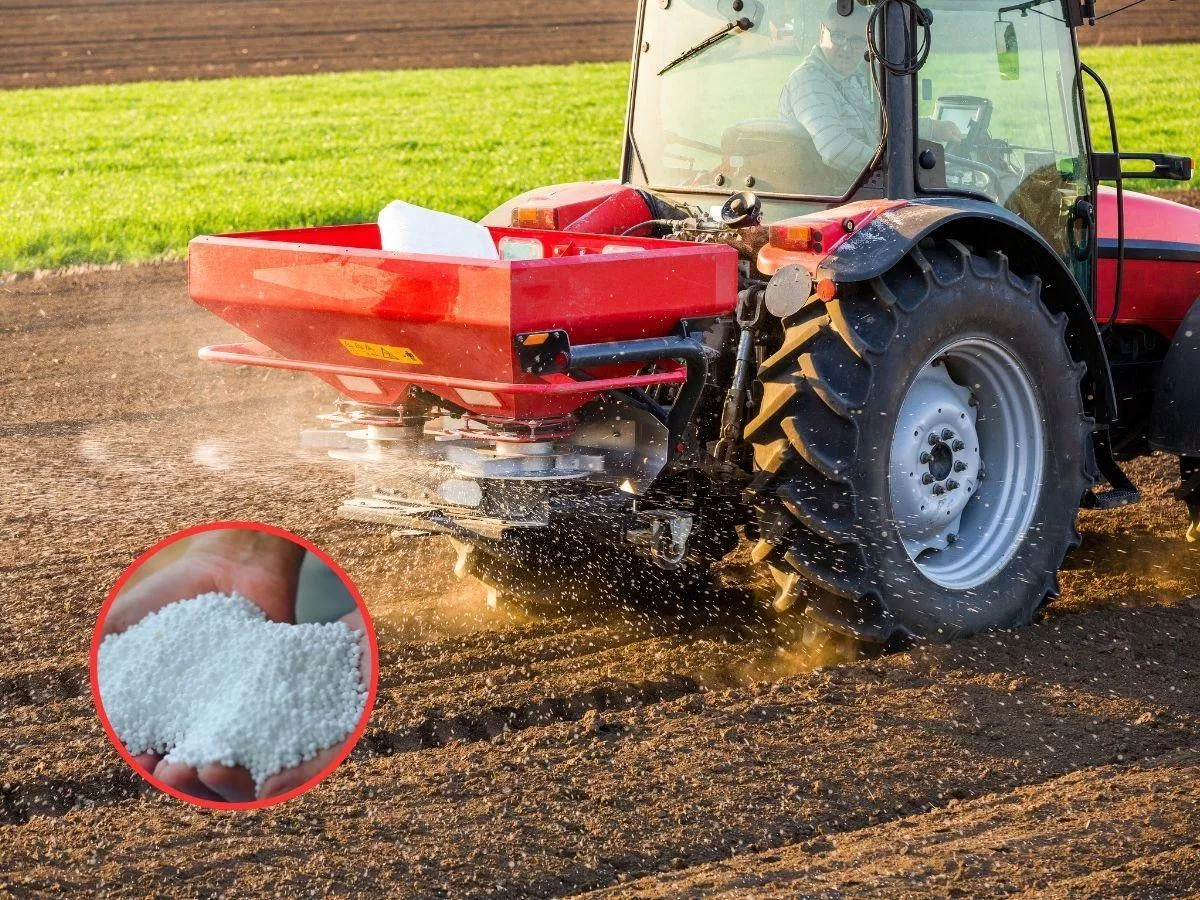 Jak rolnik może obniżyć koszty nawożenia? Oto sposoby na większą efektywność azotu