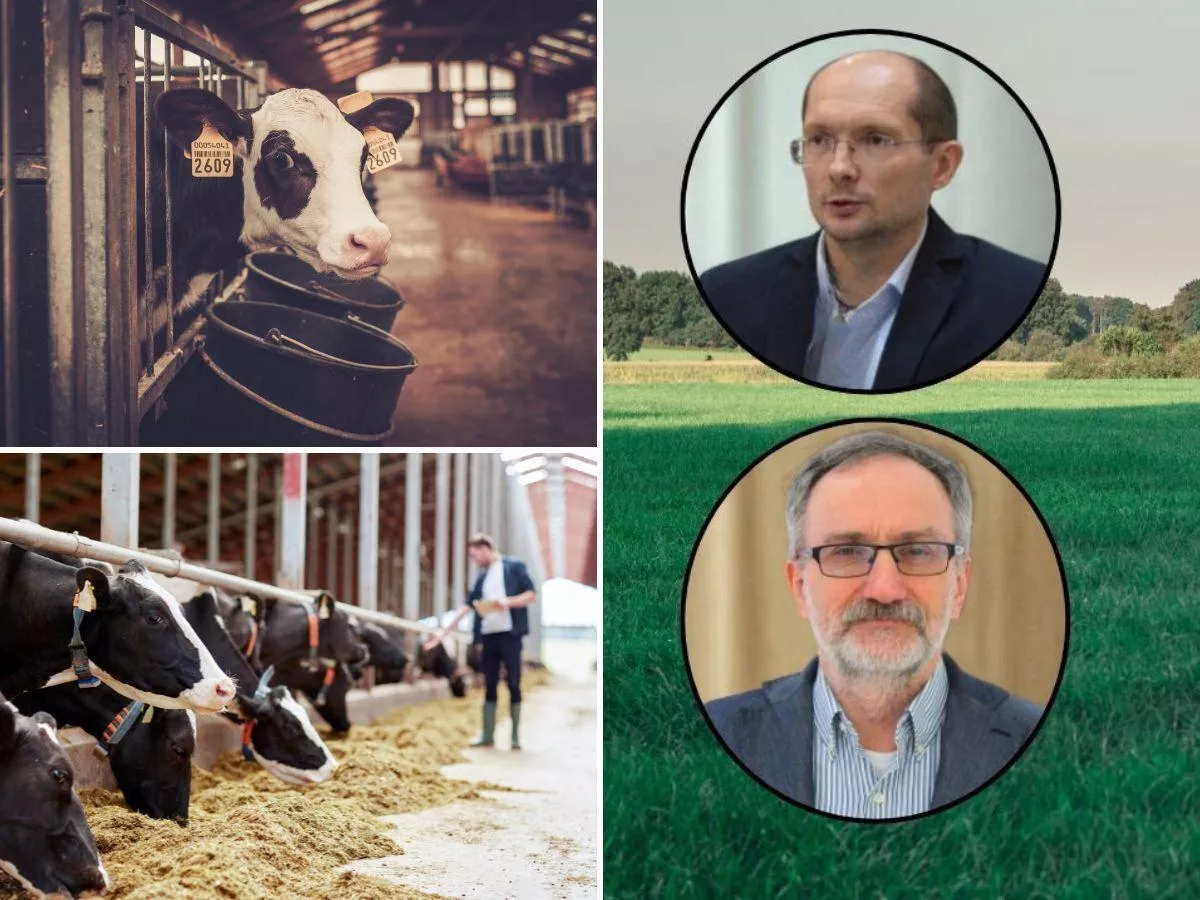 Odchów cieląt i żywienie krów bez tajemnic. Prof. Kowalski i dr Górka zaskoczą hodowców?