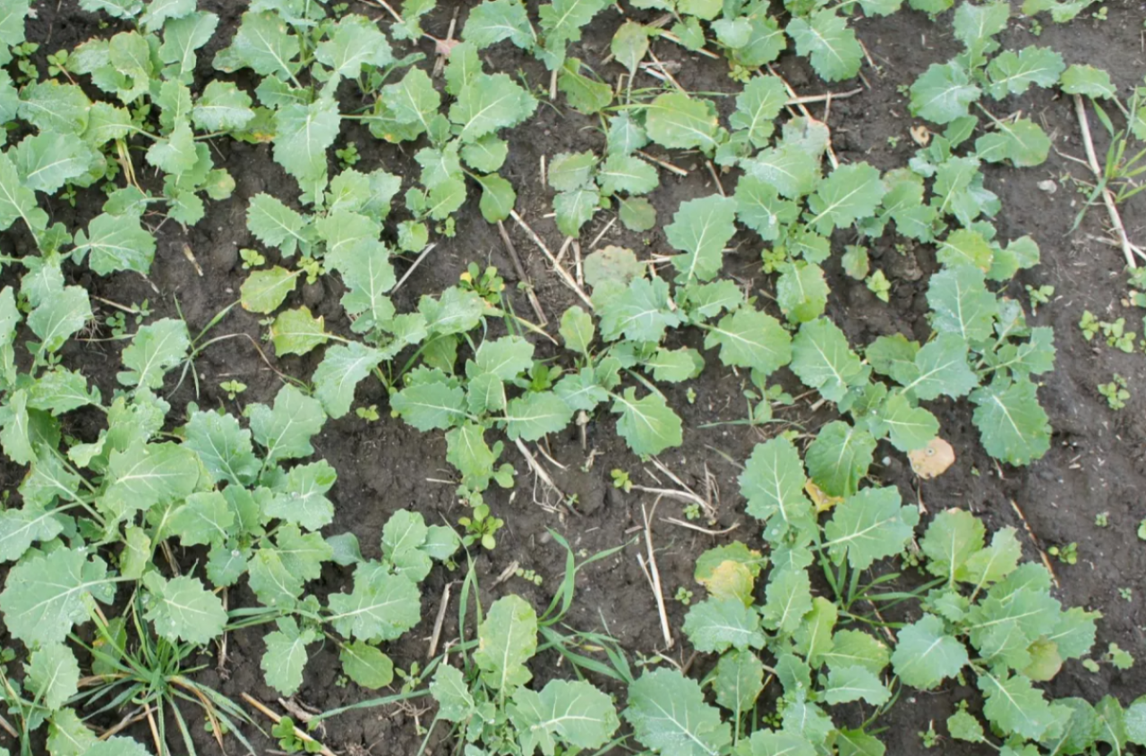 Powschodowa ochrona rzepaku. Sprawdź, jak zwiększyć skuteczność zabiegu