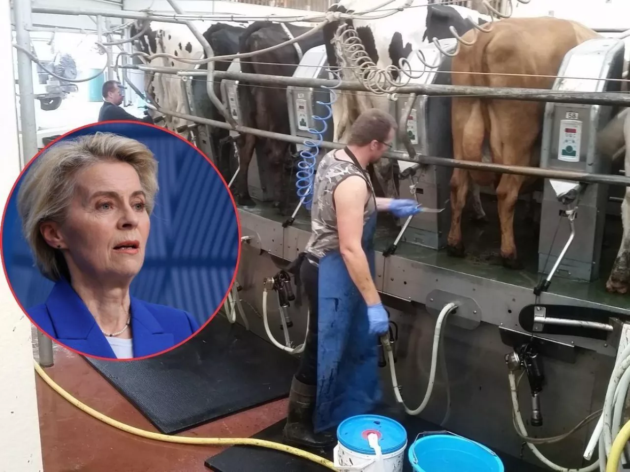 Mężczyźni dojący krowy i Ursula von der Leyen