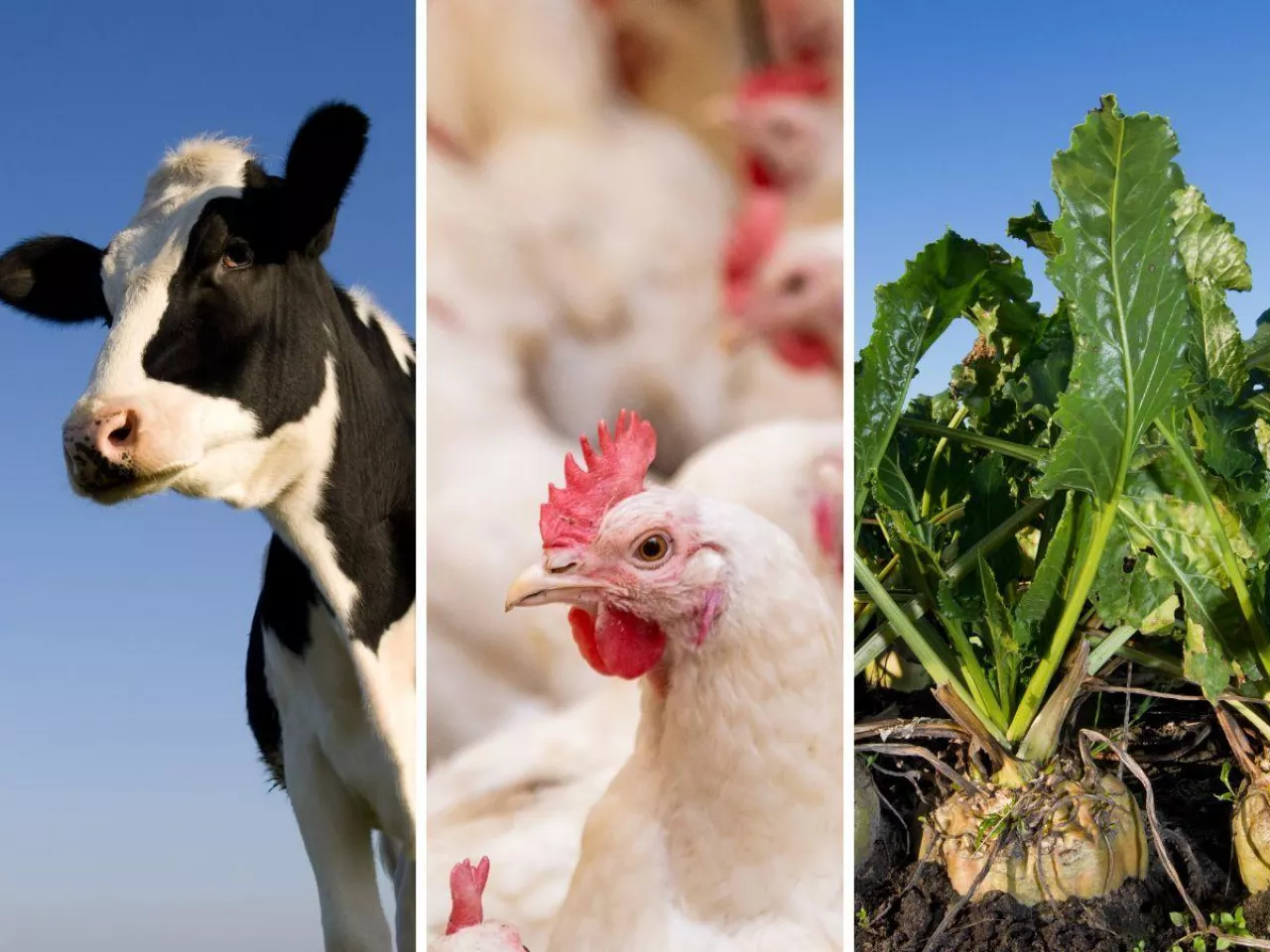 bydło, drób, burak cukrowy