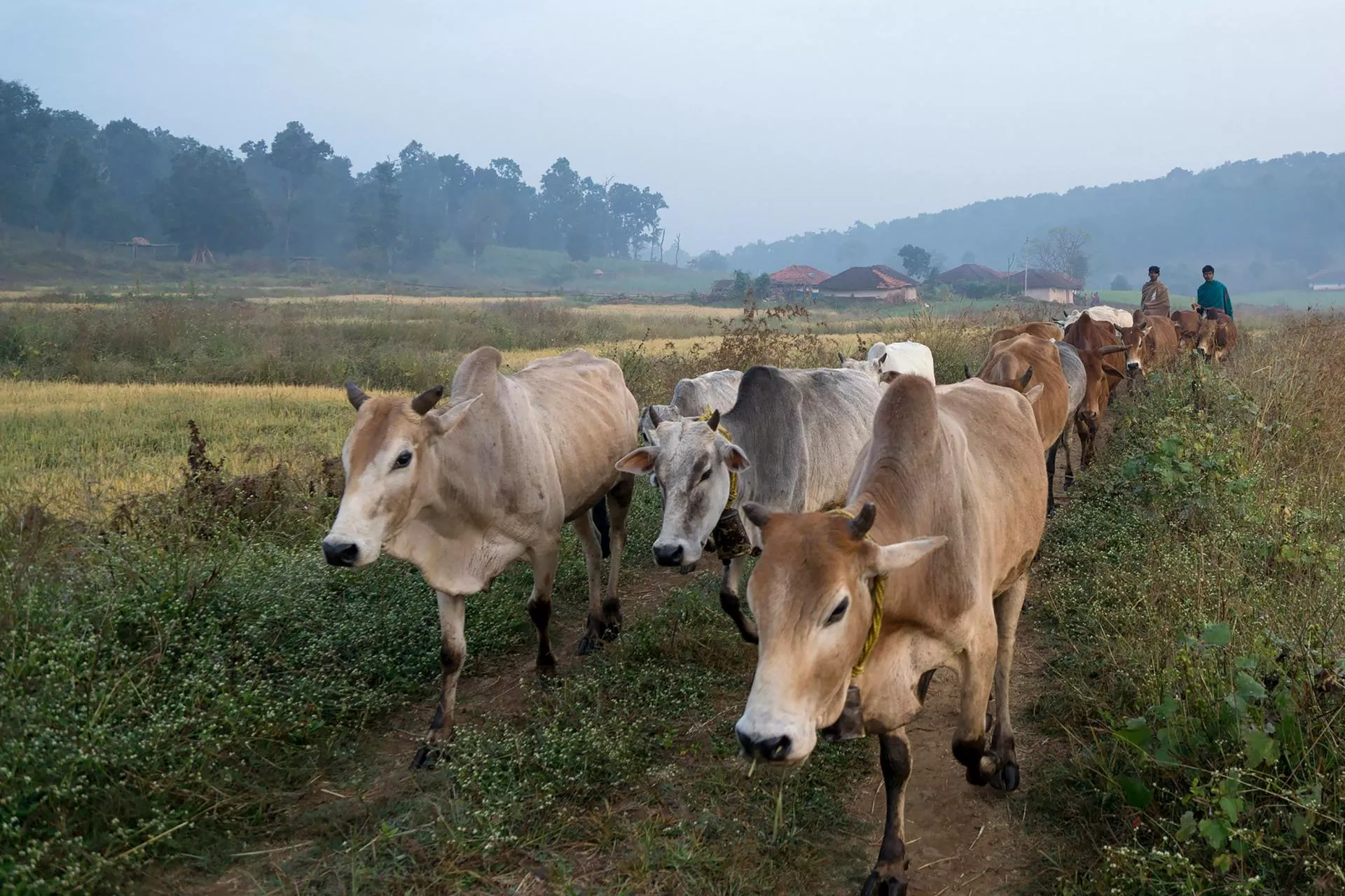 Ile mleka produkują kraje Mercosur? Czy zaleją europejski rynek?