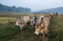 Brazylijskie krowy idą na pastwisko