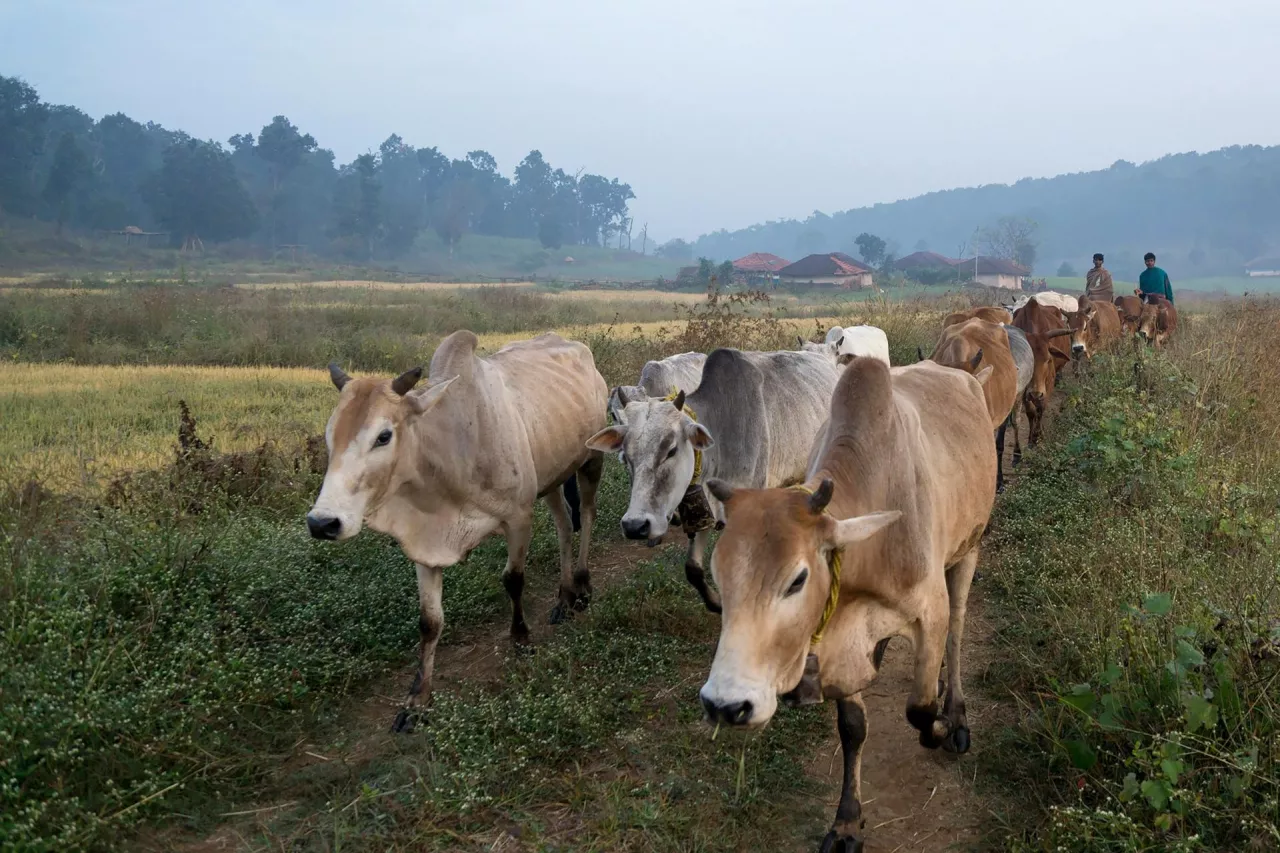 Brazylijskie krowy idą na pastwisko