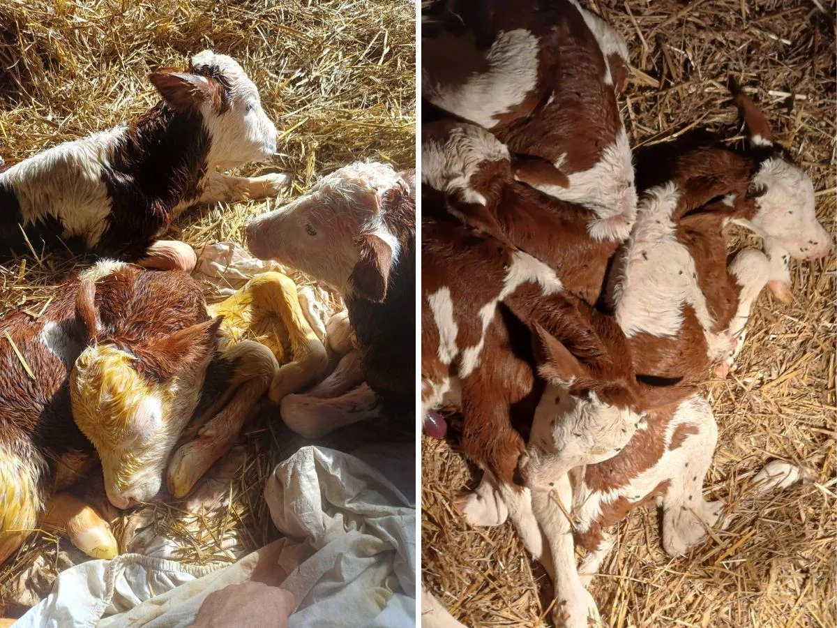 Niezwykłe narodziny w gospodarstwie. Krowa urodziła piękne trojaczki