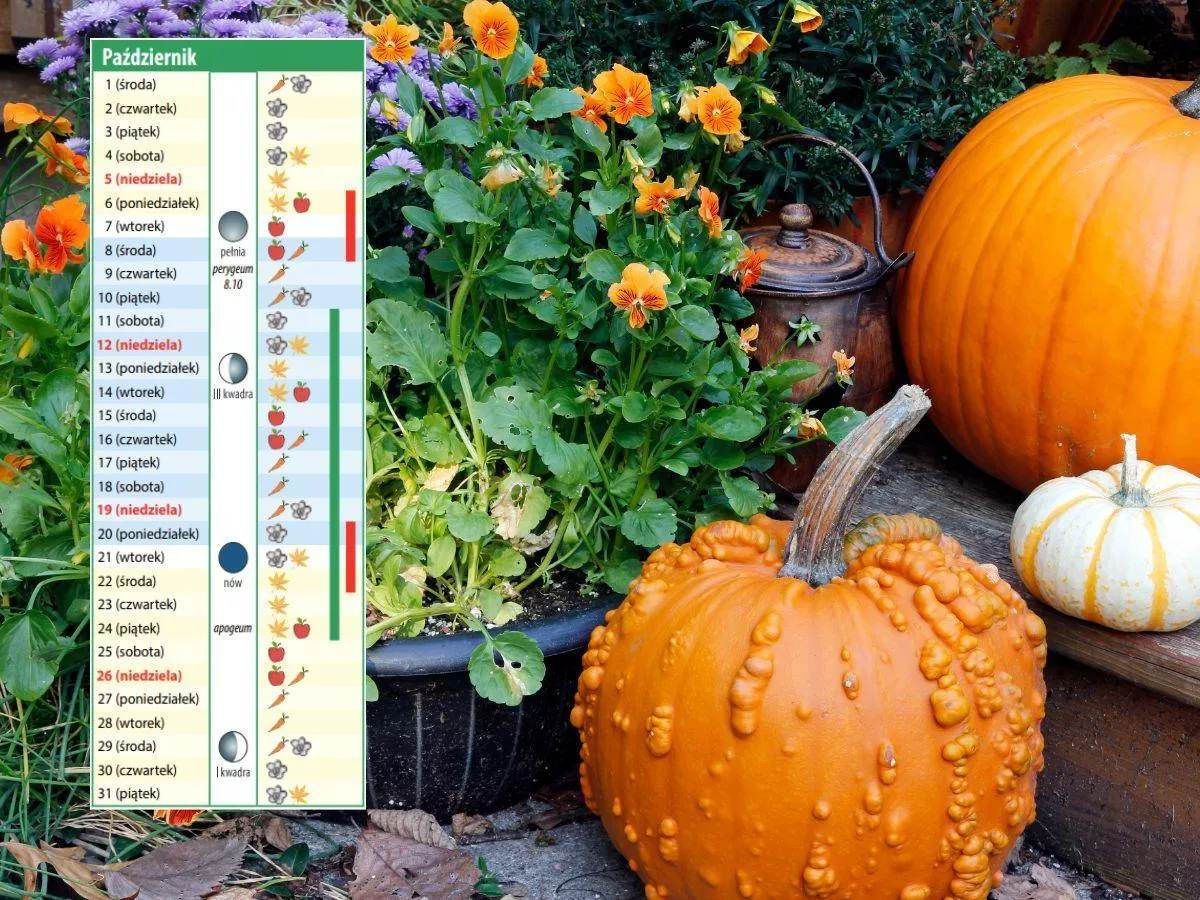 Kalendarz biodynamiczny na październik: kiedy sadzić i zbierać, by mieć lepszy plon?