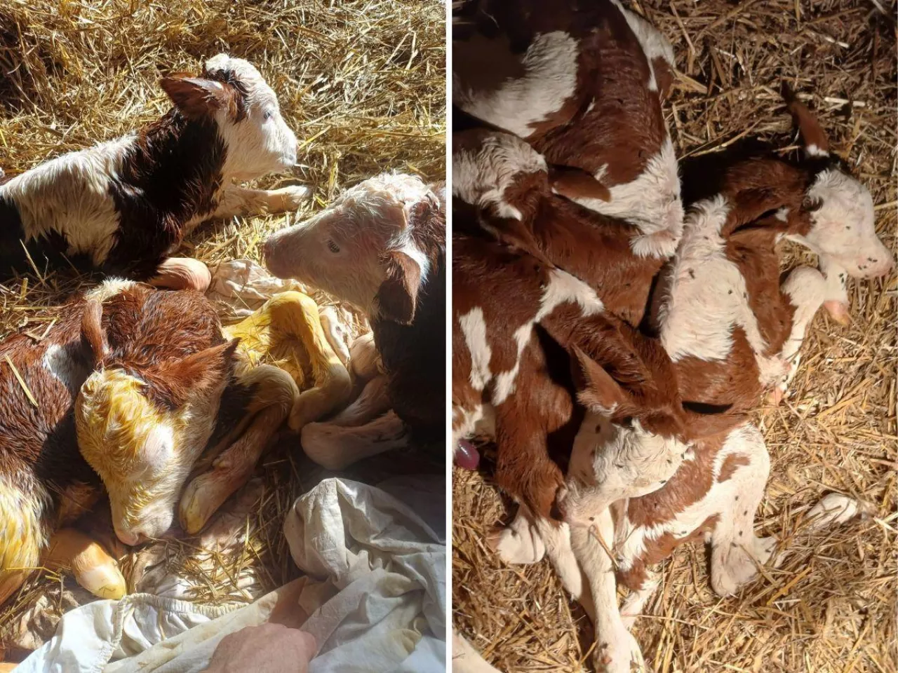 Niezwykłe narodziny w gospodarstwie. Krowa urodziła piękne trojaczki