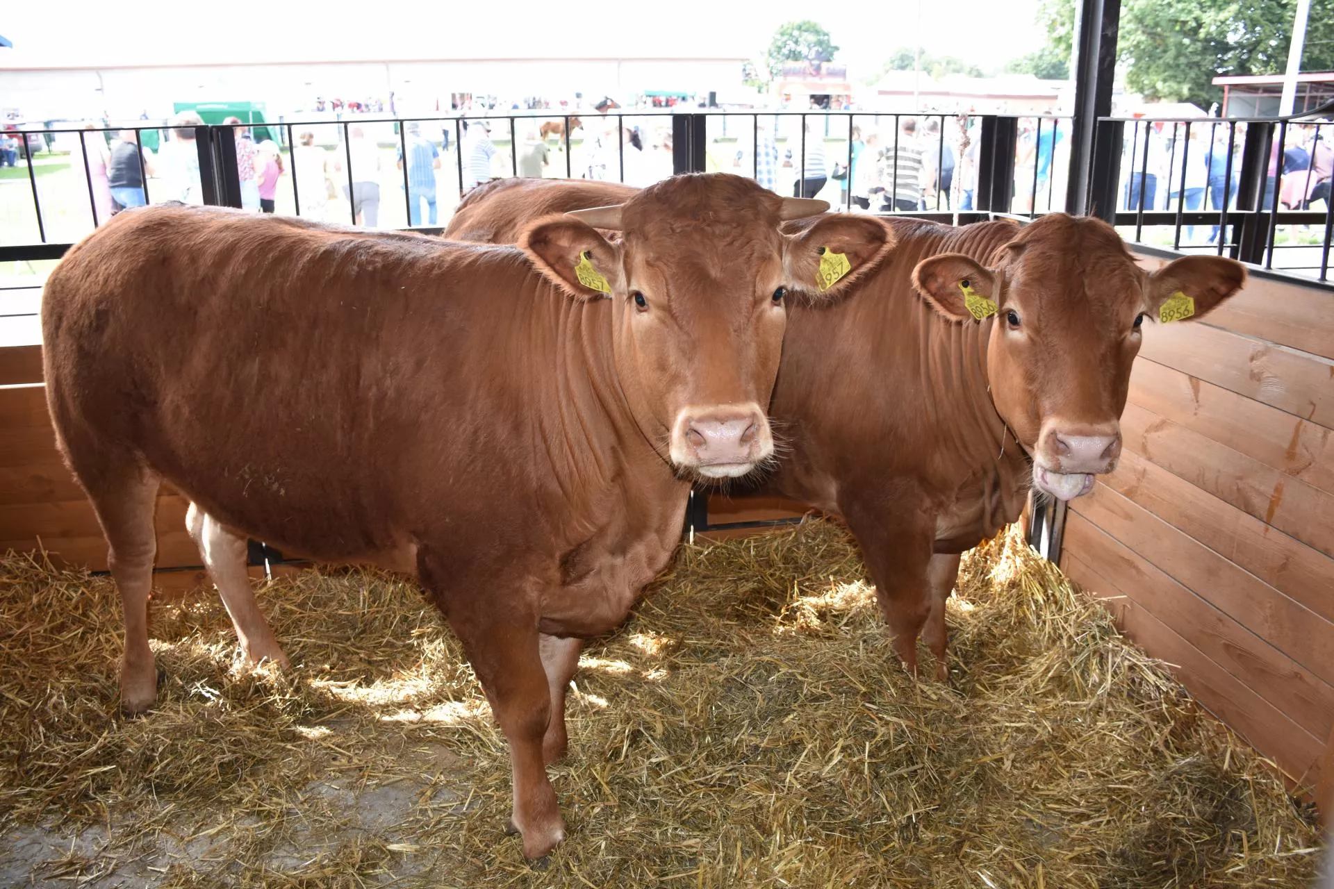 Byki i jałówki znów drożeją. Jakie są ceny bydła w Polsce? [SONDA]