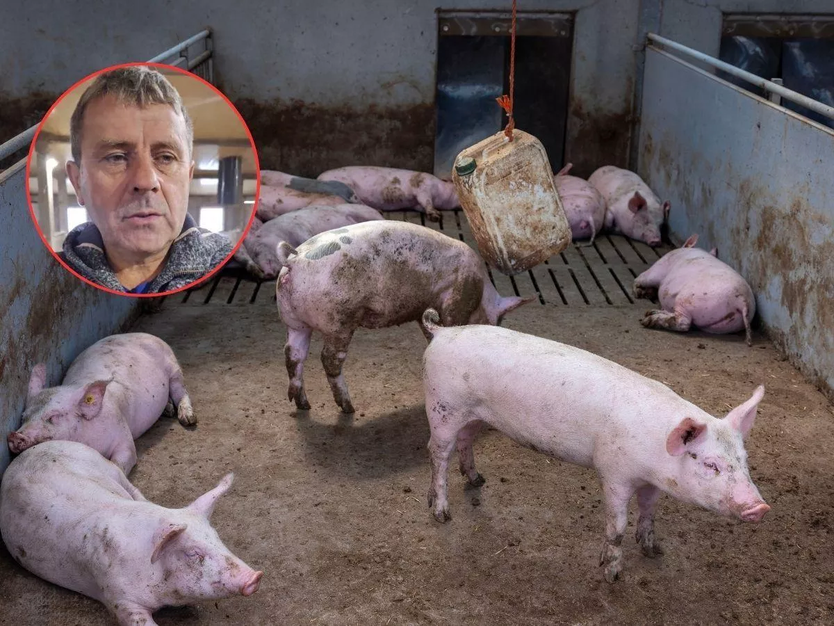 Rolnik: wszyscy zarabiają, tylko nie my. Tuczniki po 6 zł/kg to katastrofa