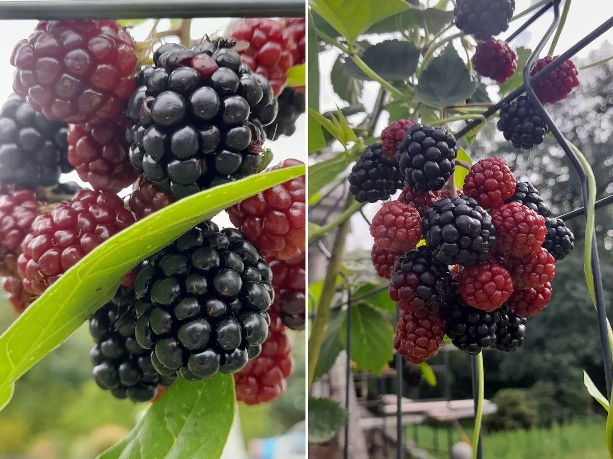 Jak zmusić jeżynę do obfitego owocowania?