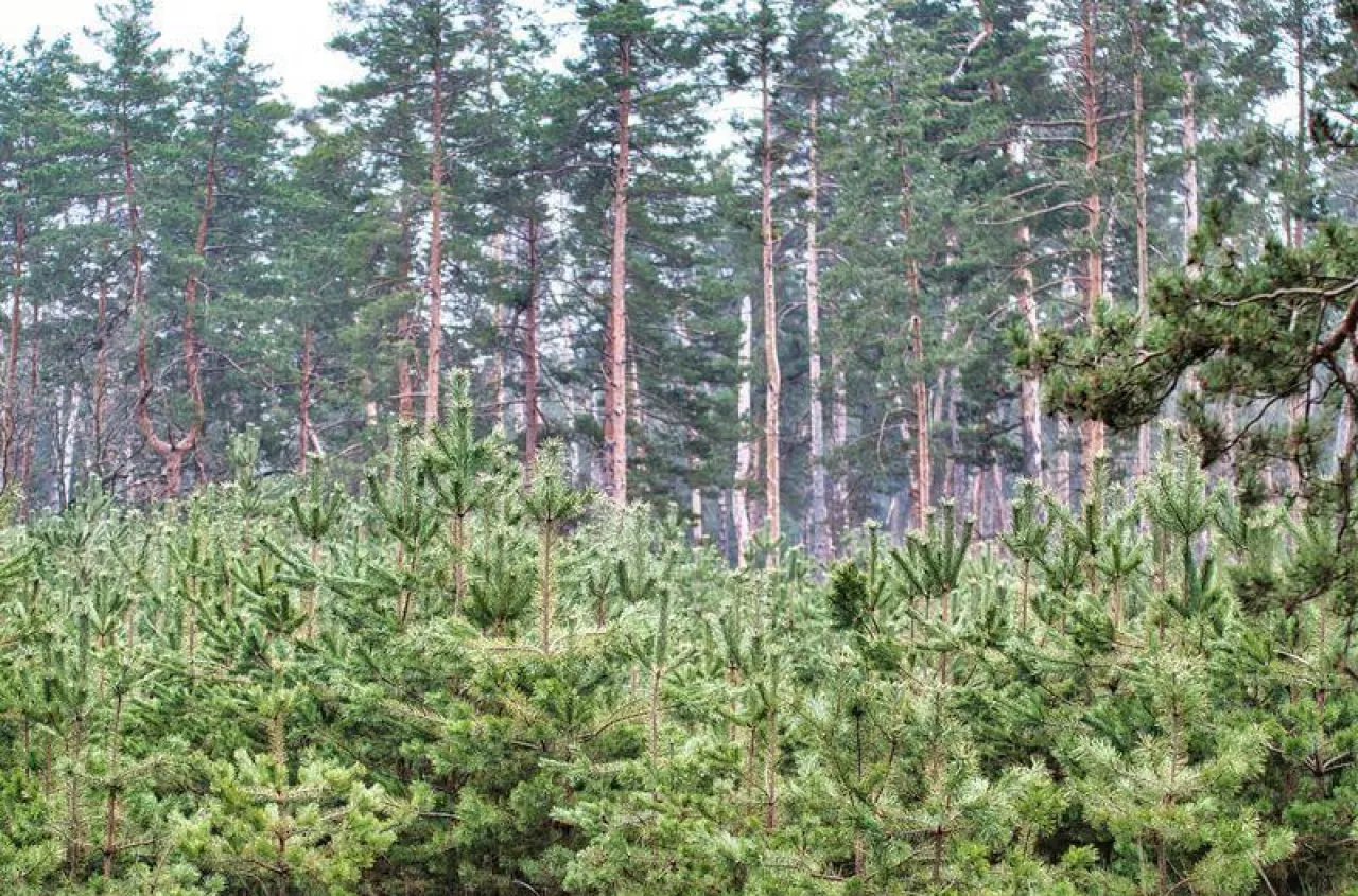 Zalesienie gruntów a dopłaty unijne. Czy syn przejmie wsparcie po ojcu?