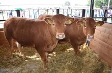 Jałówki rasy limousine