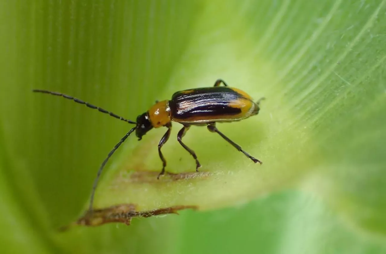 Wystarczyło 20 lat i stonka kukurydziana jest wszędzie. Jak z nią walczyć?
