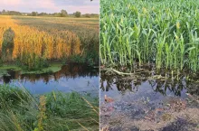 Dramat rolników z Pomorza. Minister rolnictwa pilnie wzywany na pomoc