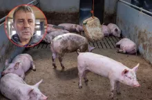 Terka o produkcji świń i Mercosur