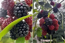 Jak zmusić jeżynę do obfitego owocowania?