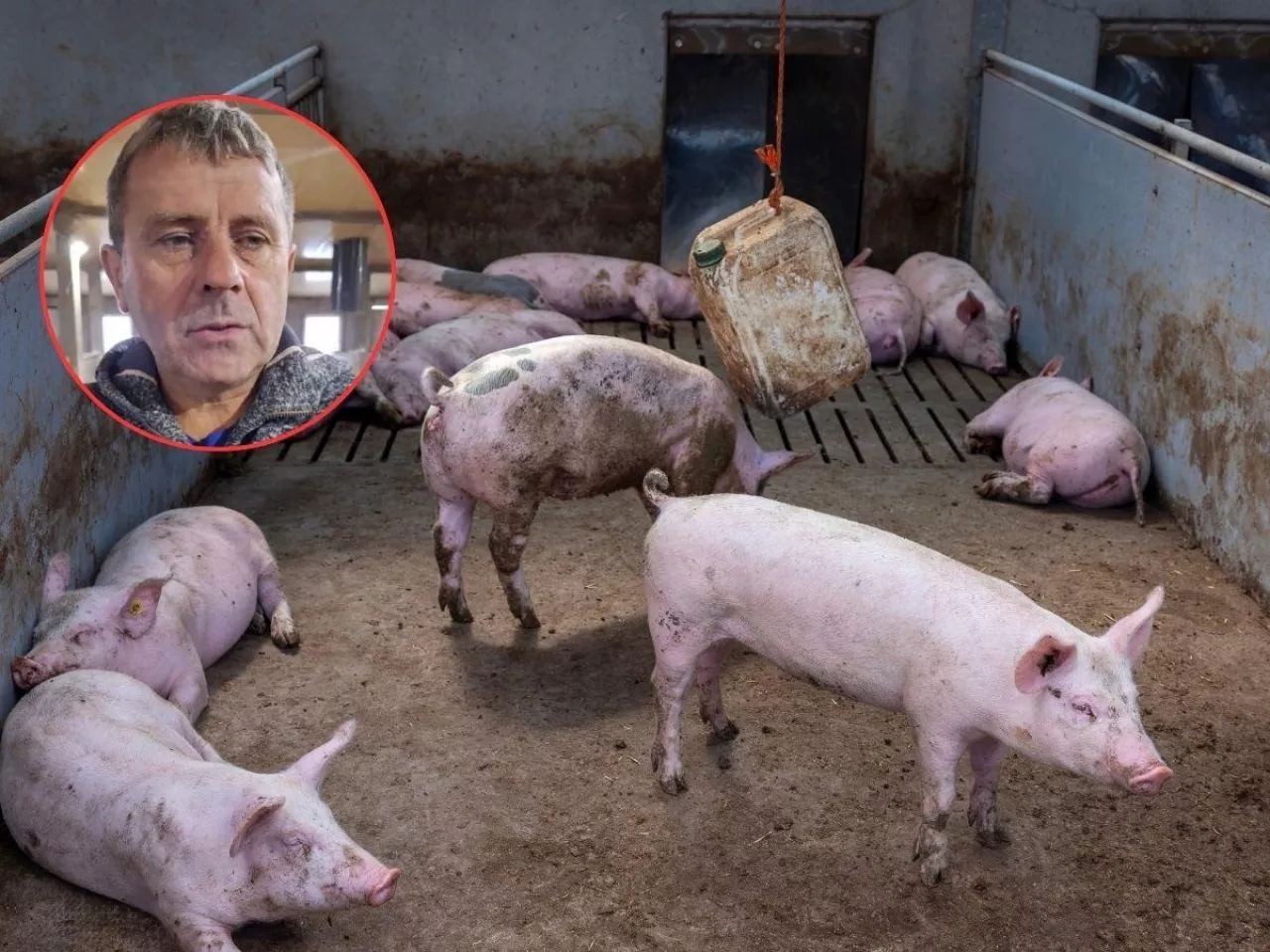 Terka o produkcji świń i Mercosur