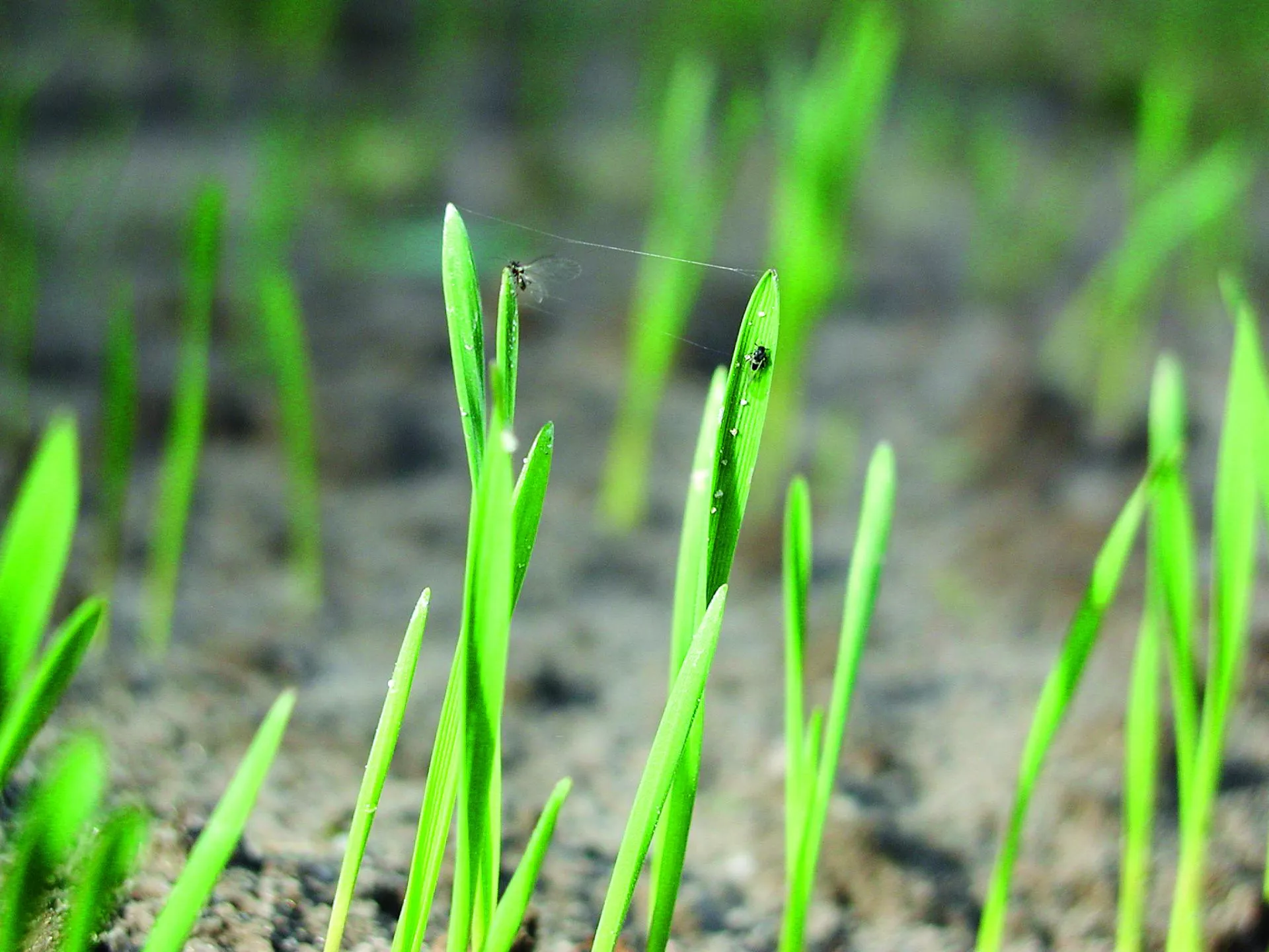 Mszyce atakują jęczmień? Rolnicy znów mogą używać Karate Zeon