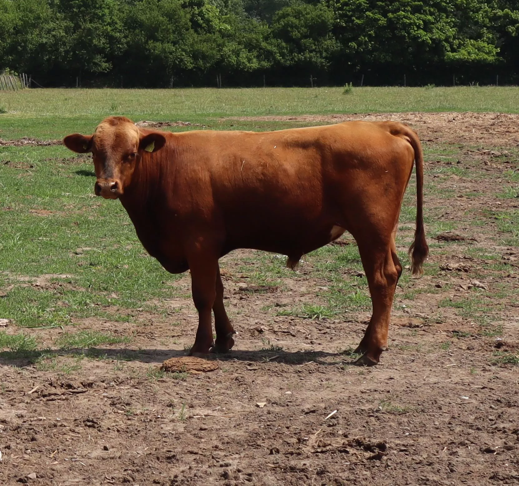 Wołowina drożeje. Polska wysyła 90% za granicę. Gdzie trafia najwięcej?