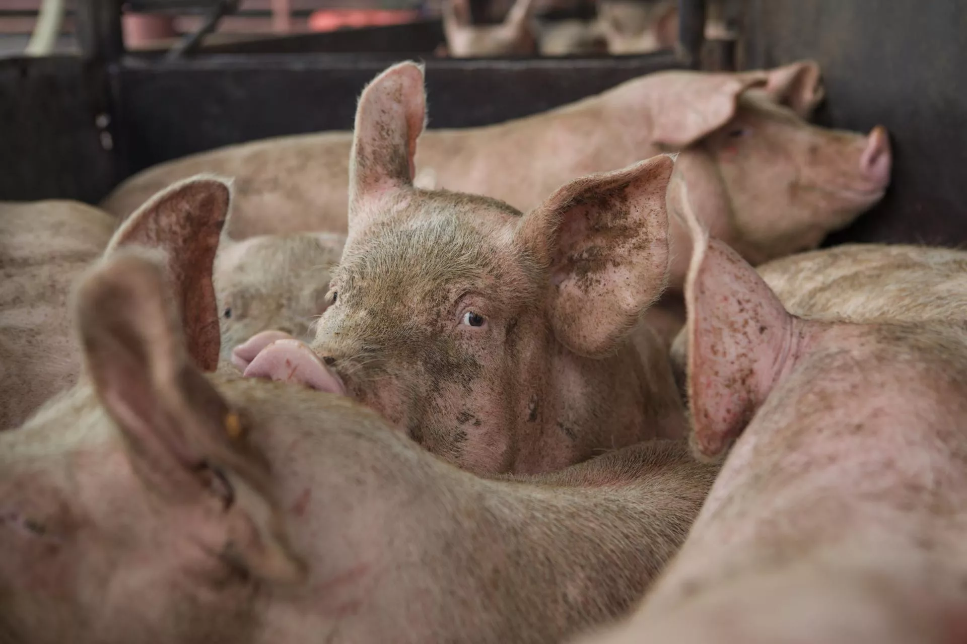 „Nie będę parobkiem we własnej chlewni”. Rolnik z Mazowsza obronił swoje świnie