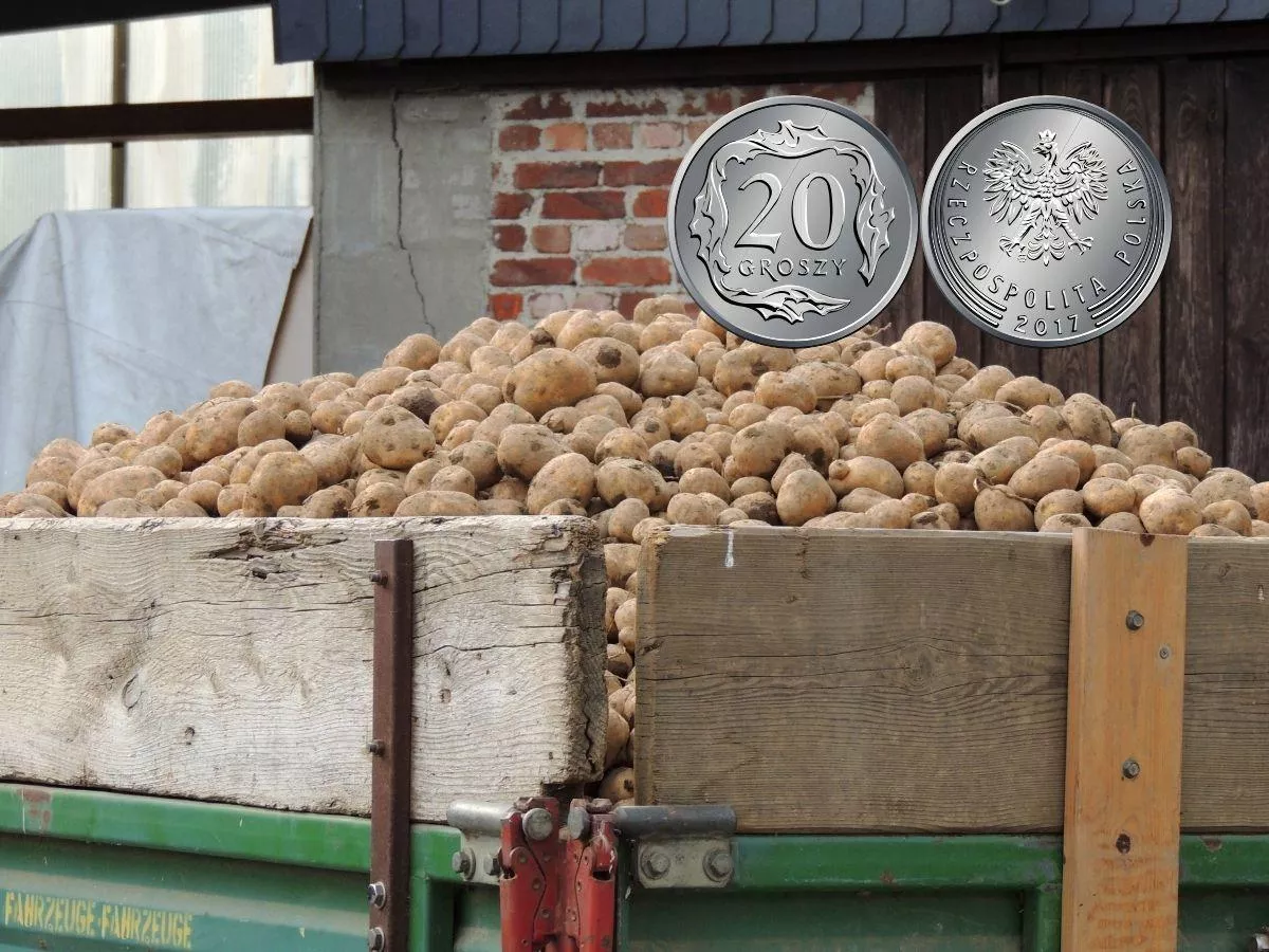 Polskie ziemniaki poległy w starciu z importowanymi