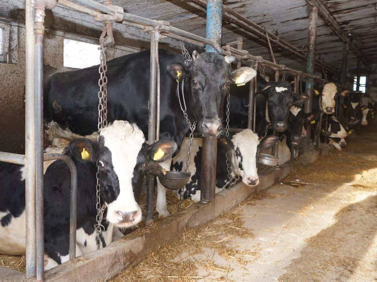 Animalsi idą na wojnę z rolnikami. Obory pod lupą prokuratury