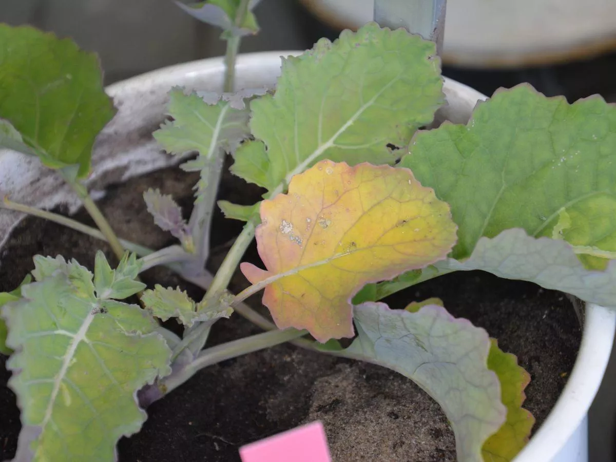 Jesienne dokarmianie rzepaku. Sprawdź, jakie mikroelementy podać