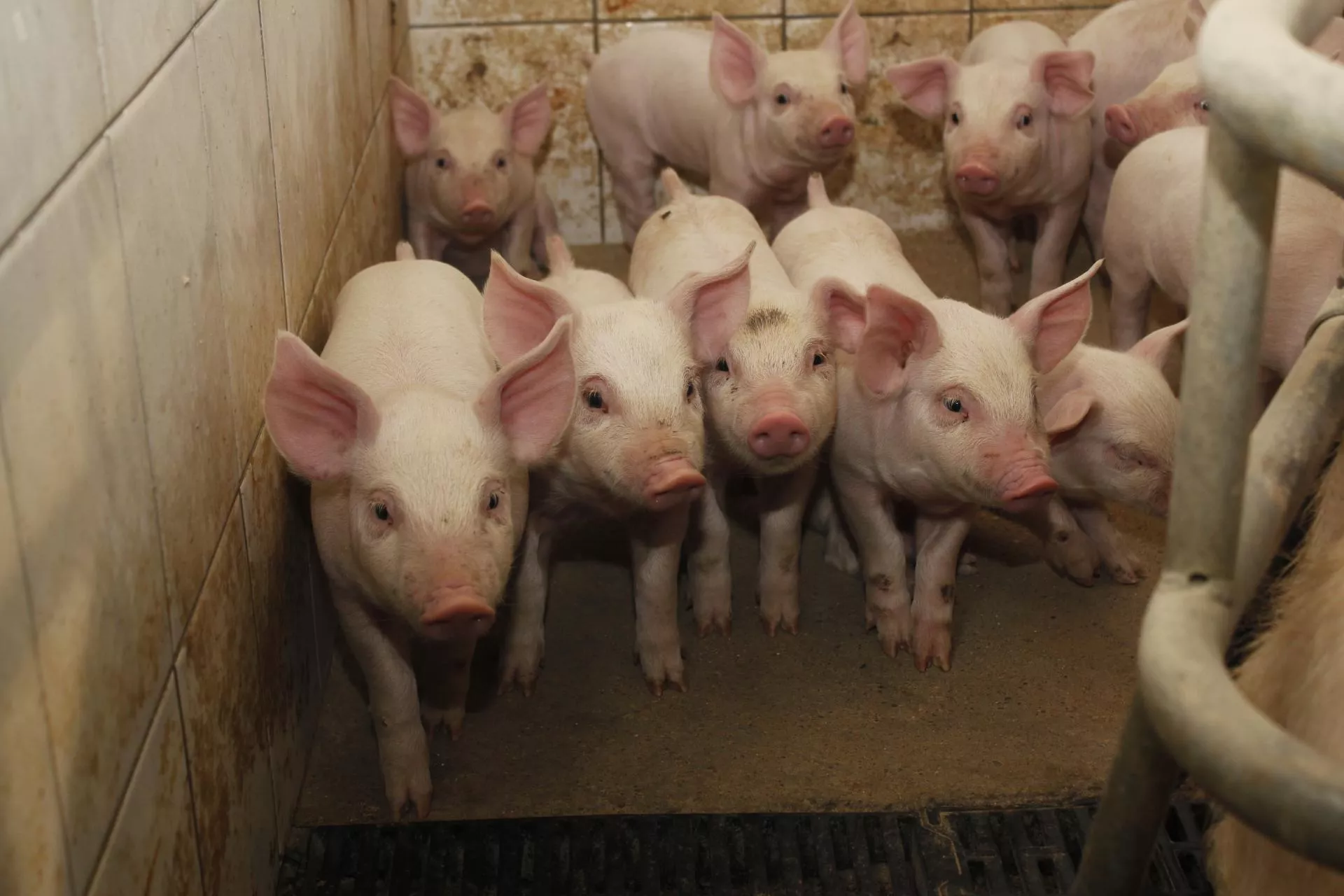 Niska masa prosiąt to straty w tuczu. Jak je ograniczyć?