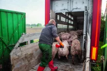 załadunek tuczników