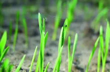 mszyce na zbożu jesienią