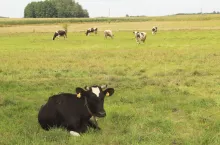 krowa na trawce sobie leży