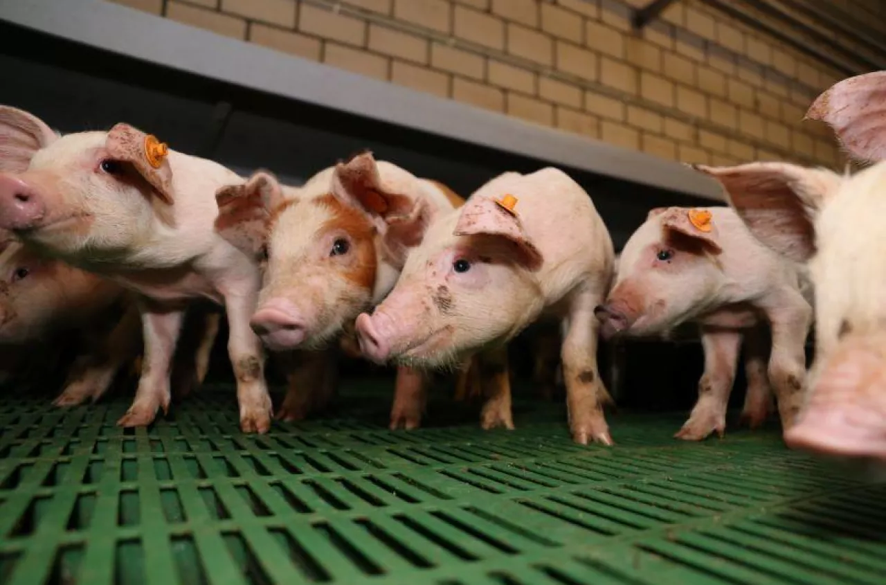 Rolnik z Mazowsza: bardziej opłaca się nic nie robić niż hodować świnie