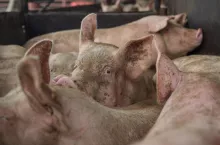 świnie w cyklu zamkniętym