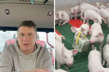 Polski tucznik rodzi się w Danii. Rolnik mówi, jak to zatrzymać