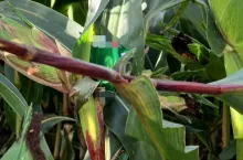 Ktoś rozrzuca metal w kukurydzy. Policja szuka sprawców