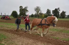 koń , który ciągniie plug