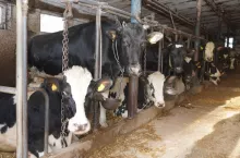 Animalsi idą na wojnę z rolnikami. Obory pod lupą prokuratury